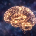 Glowing brain representing active cognitive engagement during English listening and shadowing exercises on Listenglish.